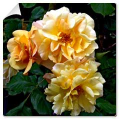 Roseira 'Autumn Sunset'